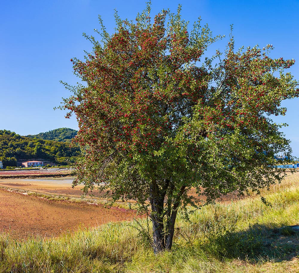 Hawthorne Tree