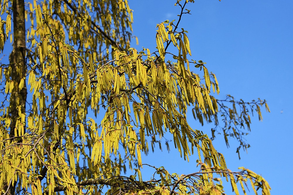 Hazel Alder_Gabriela Beres_Shutterstock