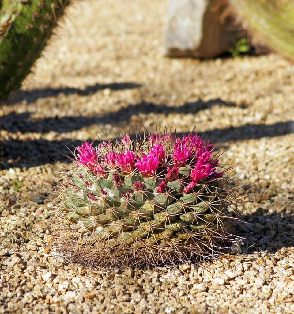 Heyder-Pincushion-Cactus_chloe7992_Shutterstock