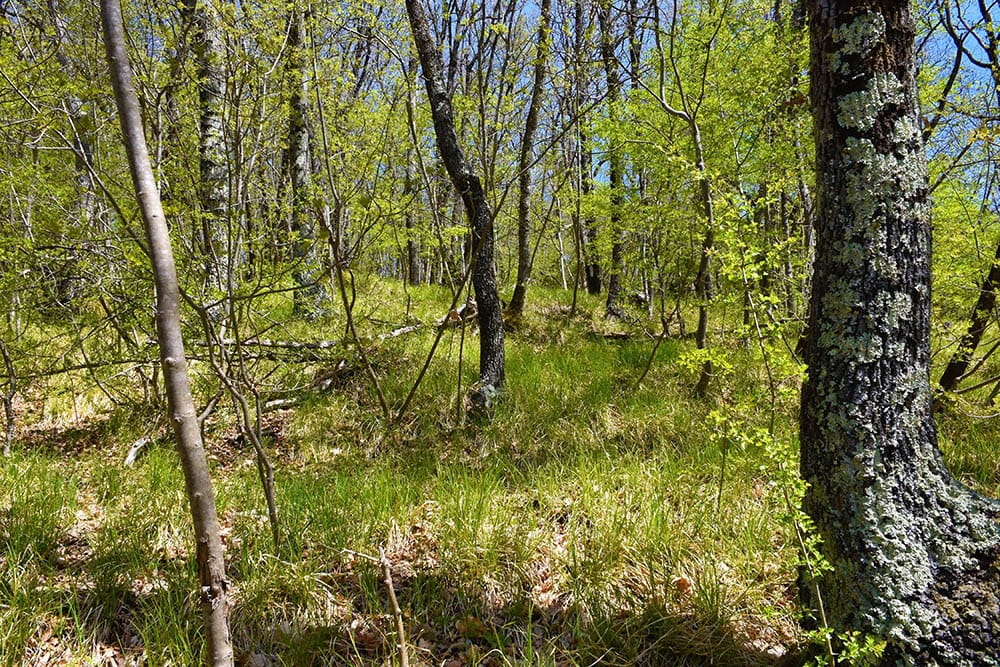 Hop hornbeam_kato08_Shutterstock