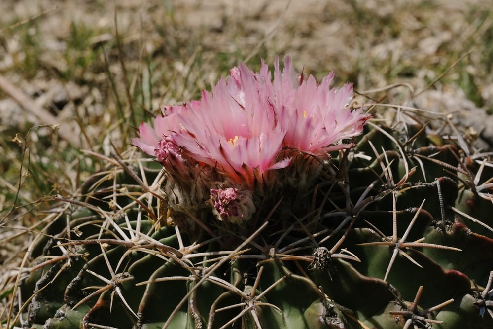 Horse Crippler Cactus