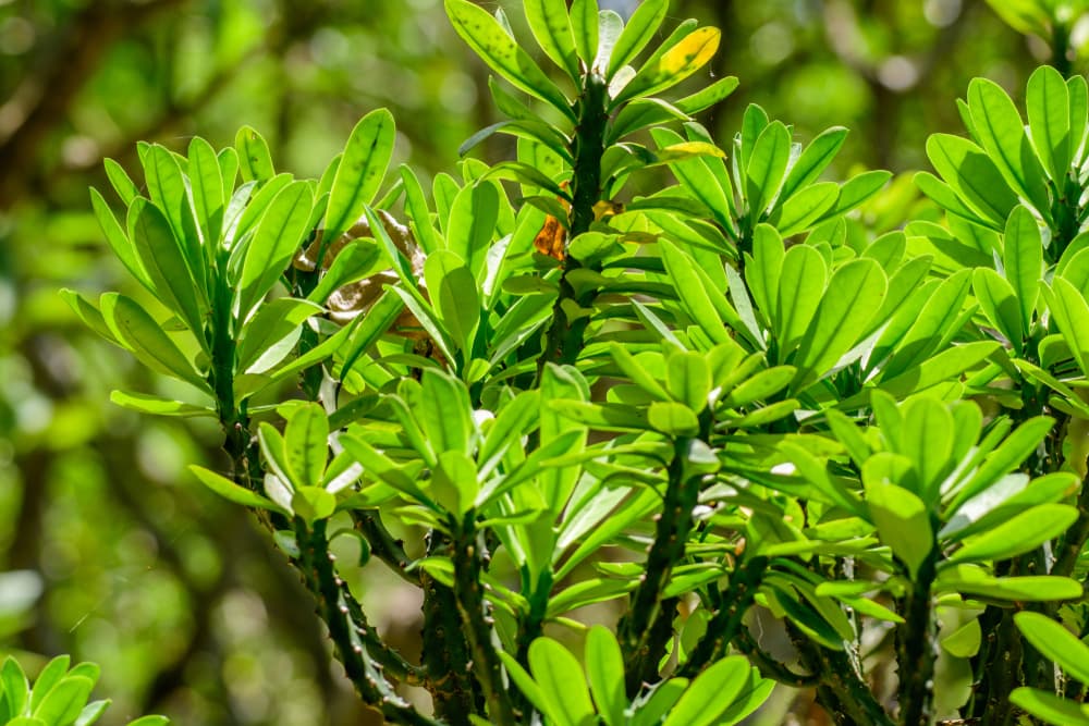 Indian Spurge Tree