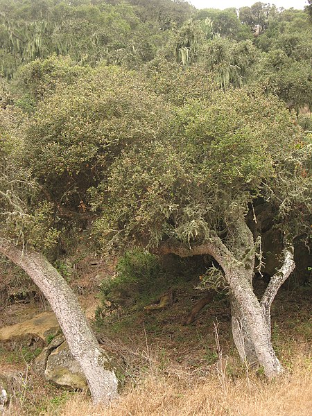 Island Oak
