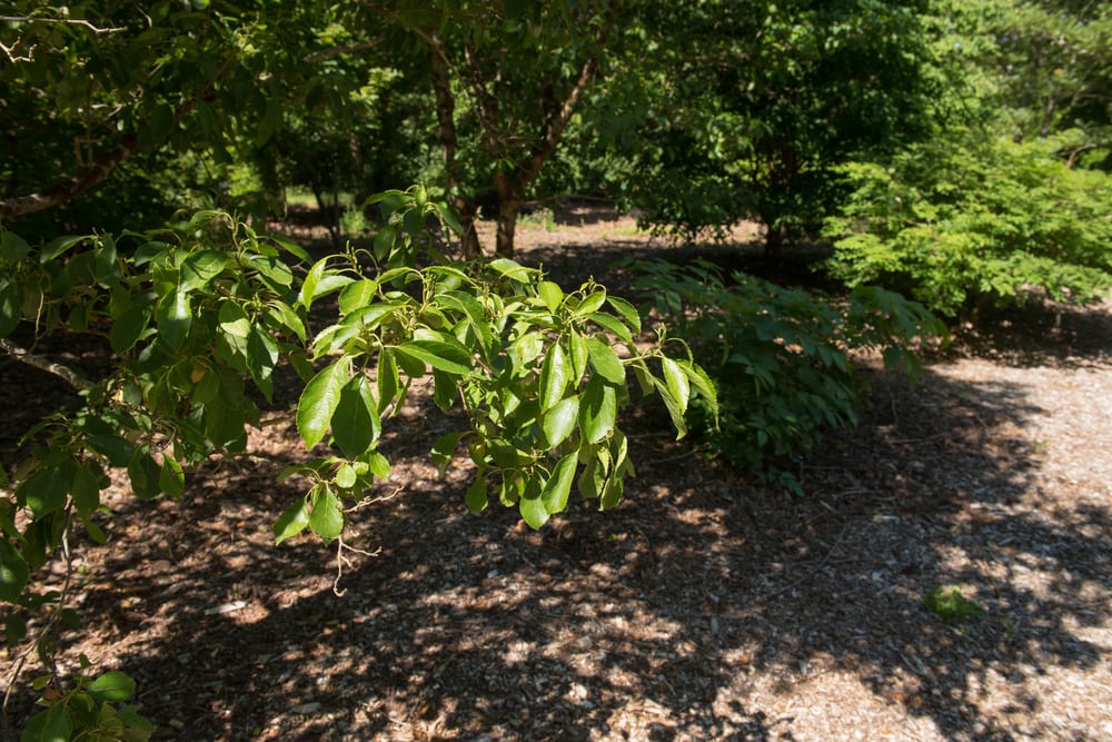 Japanese Alder