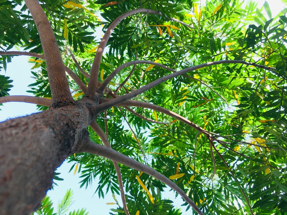 Japanese Fern Tree