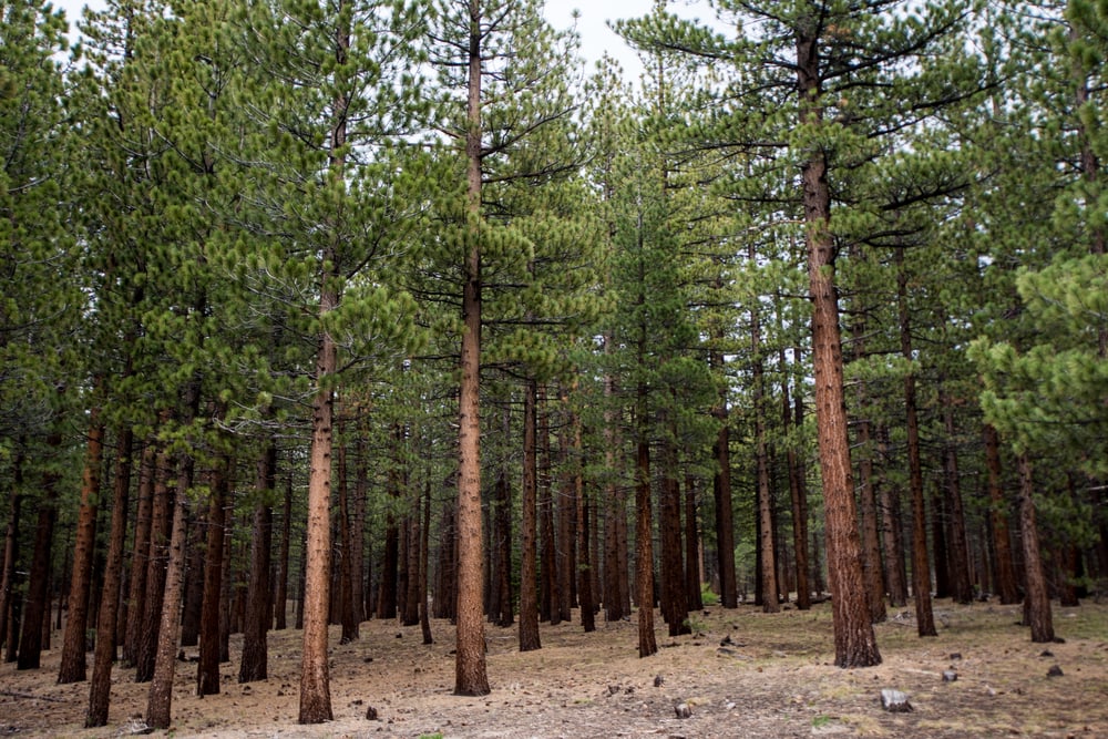 Jeffrey Pine