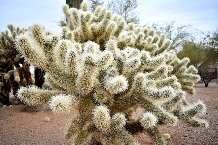 5 Types of Cholla Cactus (With Pictures) | Home Grail