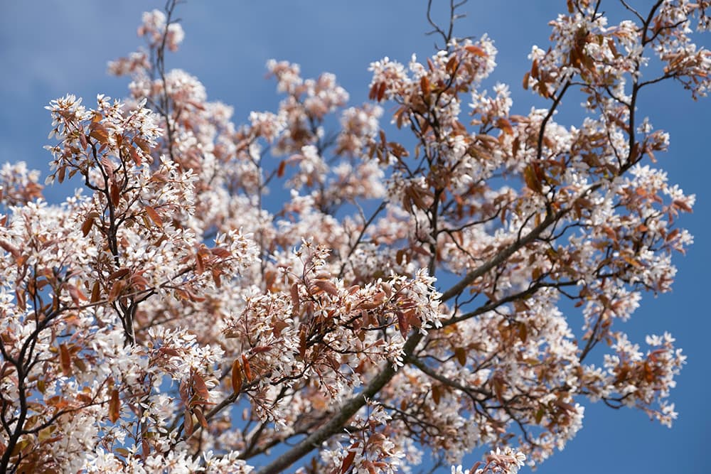 Juneberry Tree_Henk Vrieselaar_Shutterstock