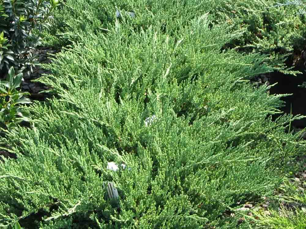 Juniperus_chinensis_sargentii_0zz