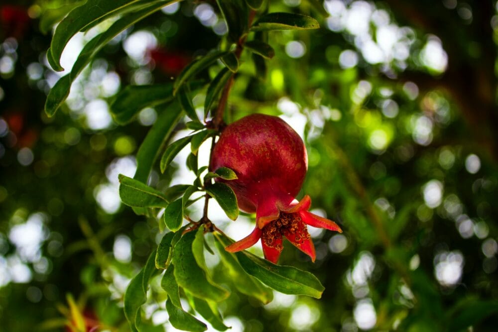 Kazake Pomegranate