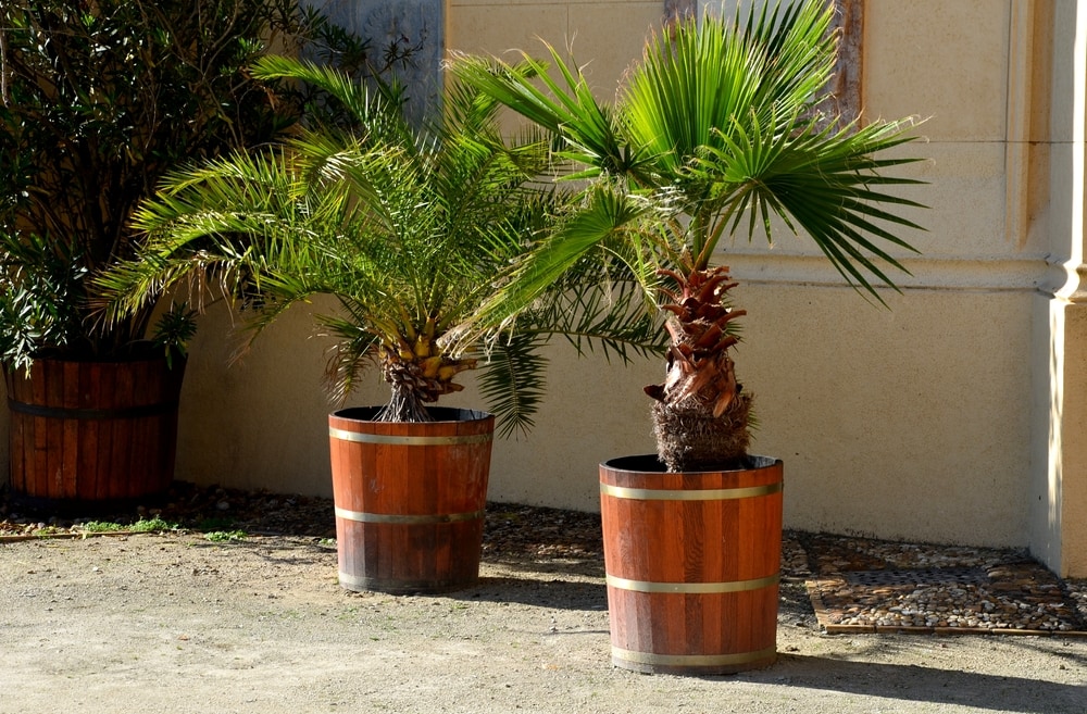 Kentia Palm