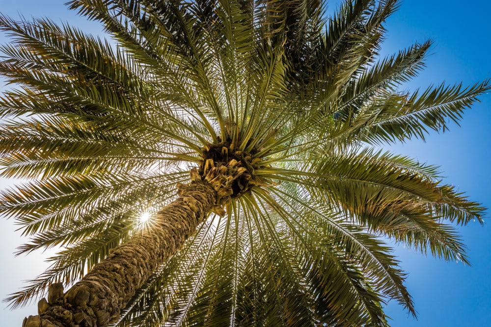 King Palm Tree