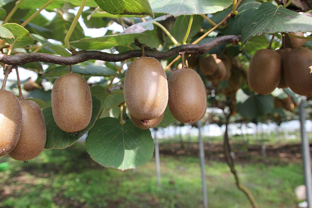 Kiwi Tree_idaun_Pixabay