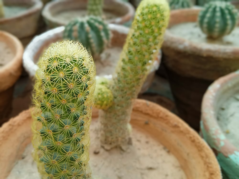 Lady Finger Cactus_Rao Ayaz_Shutterstock