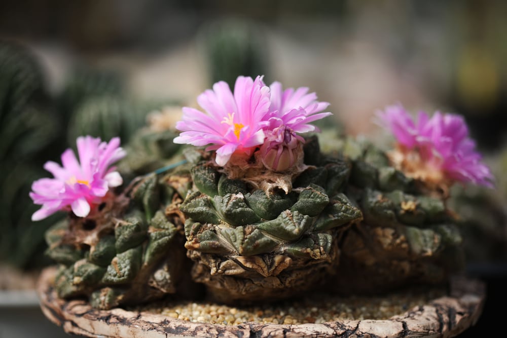 Living Rock Cactus