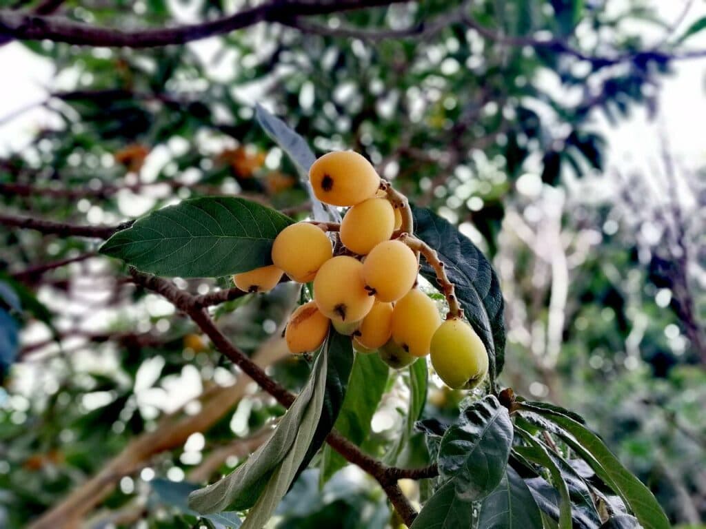 Loquat Tree