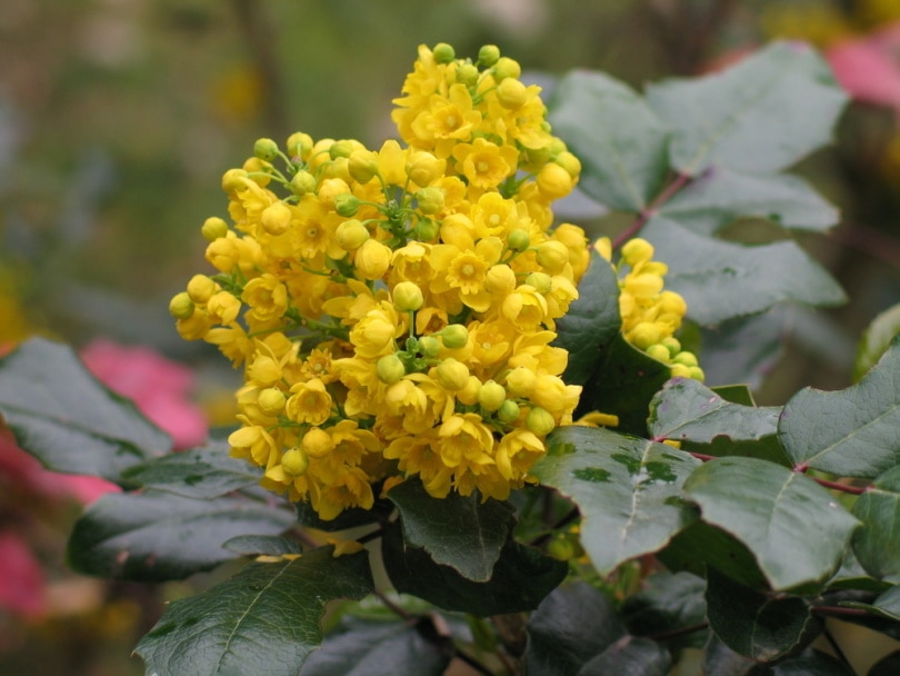 Mahonia Aquifolium