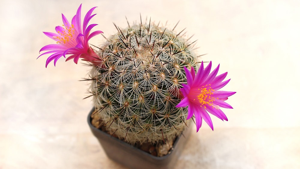 Mammillaria Cactus_elektrosmart_Pixabay