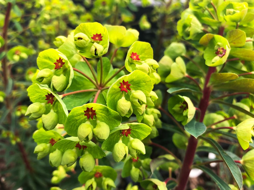 Martin’s Spurge