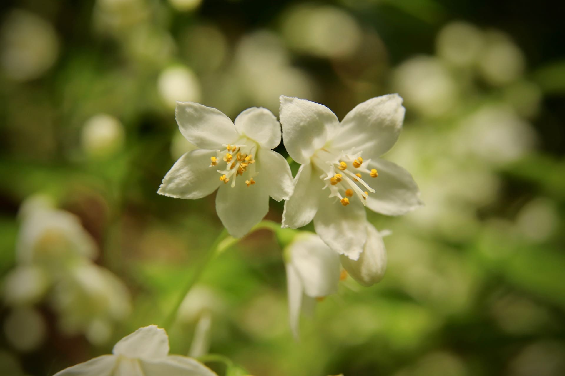 What Is the State Flower of Massachusetts? Characteristics & Symbols