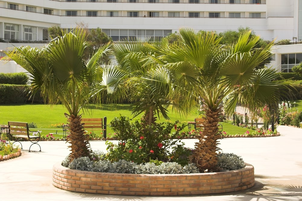 Mexican Fan Palm
