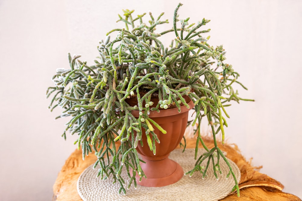 MIstletoe Cactus_Yulia B_Shutterstock