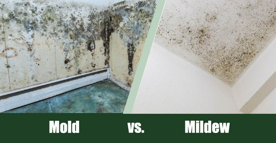 Mold vs Mildew