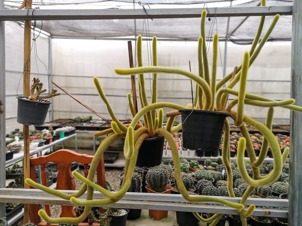 Monkey's Tail Cactus_Alohapatty_Shutterstock