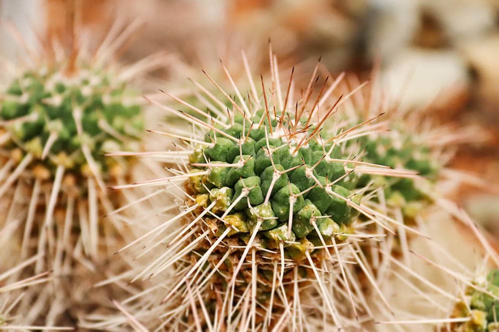 Mother of Hundreds Cactus_moorathenight_Shutterstock