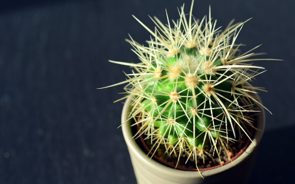 Nickle’s Cactus