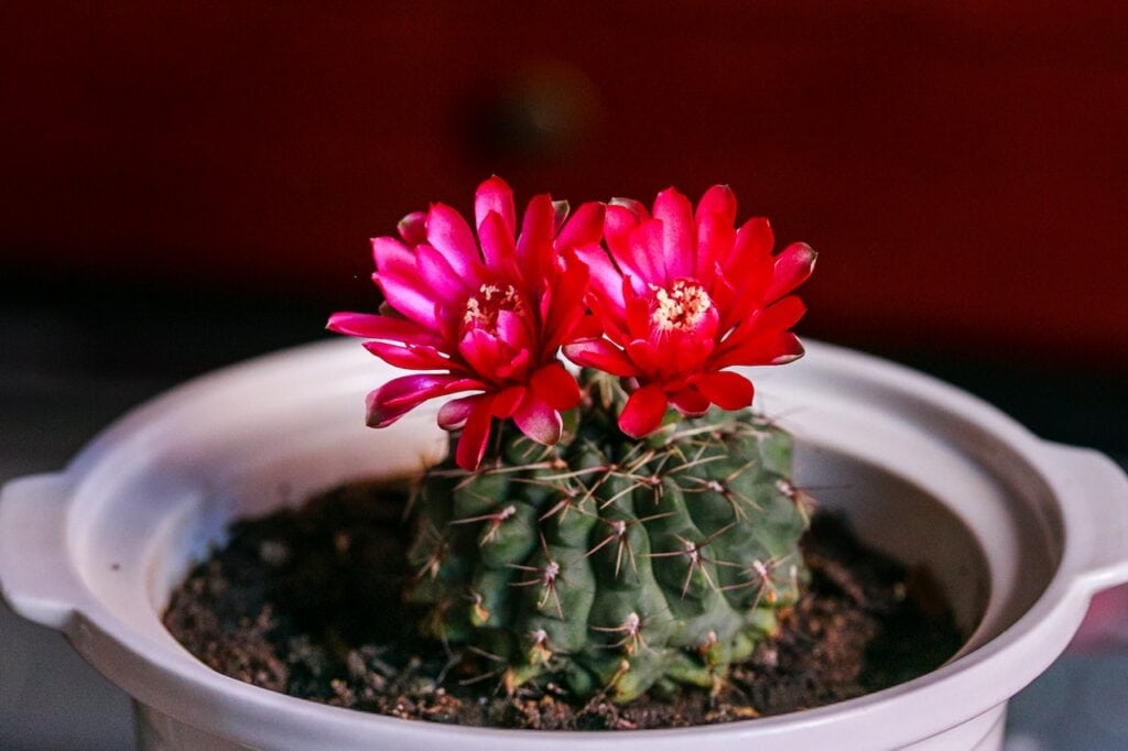 Nipple Beehive Cactus