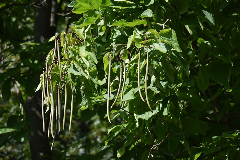 Northern Catalpa_Gabriela Beres_Shutterstock