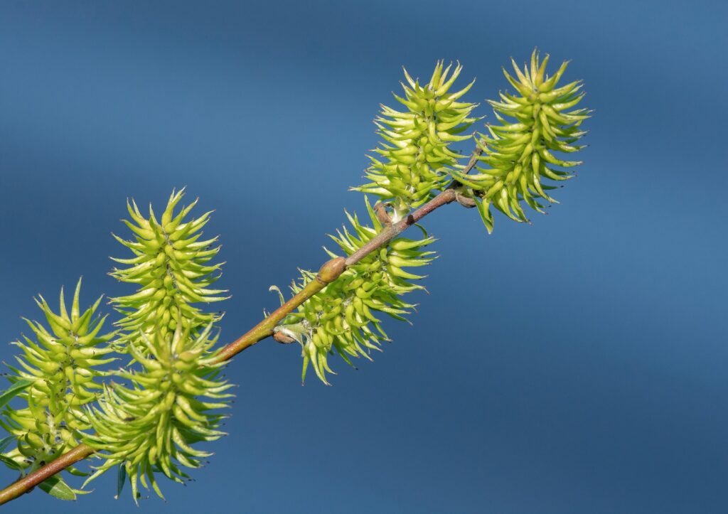 Norway Pine