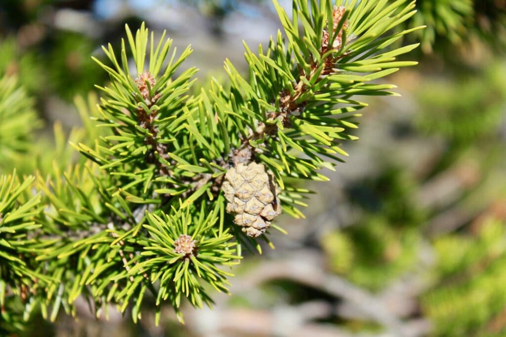 Norway Pine