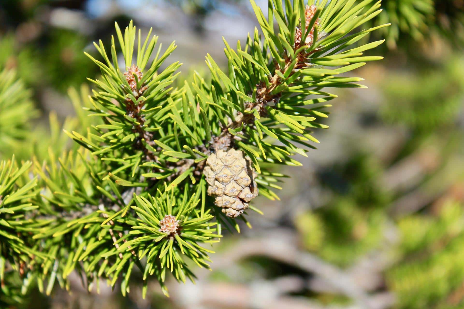 What Is the State Tree of Minnesota? Facts & FAQ | Home Grail