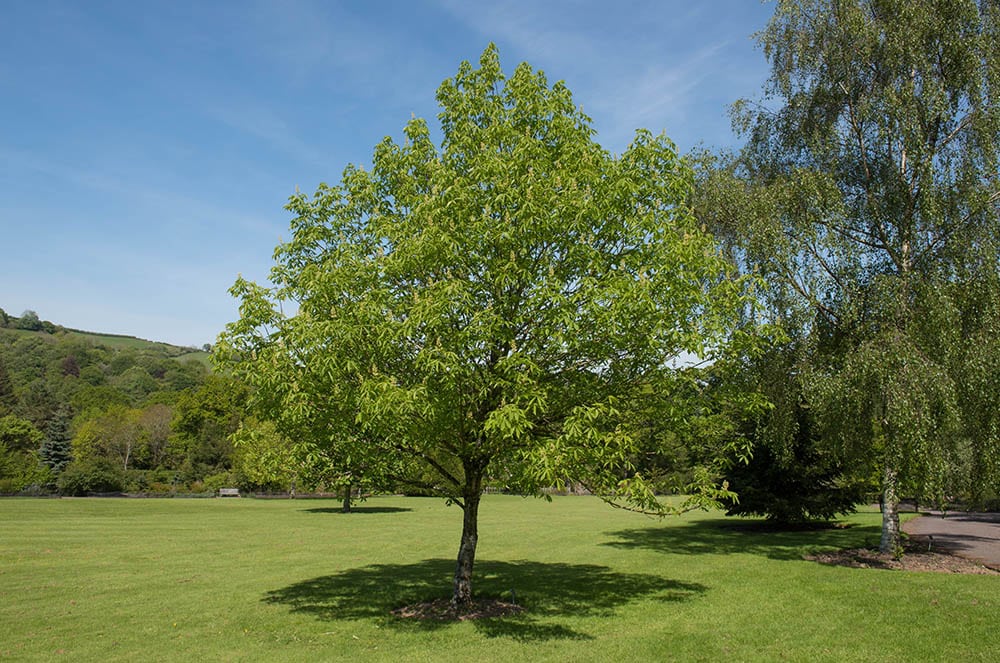 Ohio Buckeye Tree