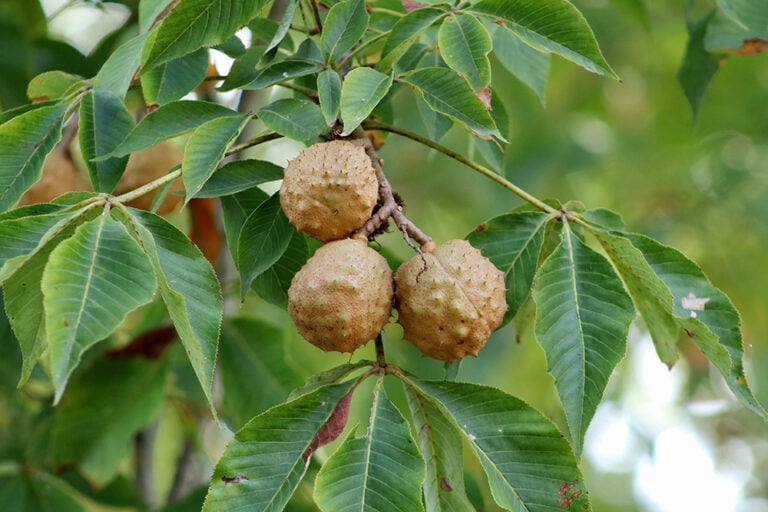 Ohio's Rarest Tree 69 Types of Trees in Ohio (With Pictures) | Home Grail
