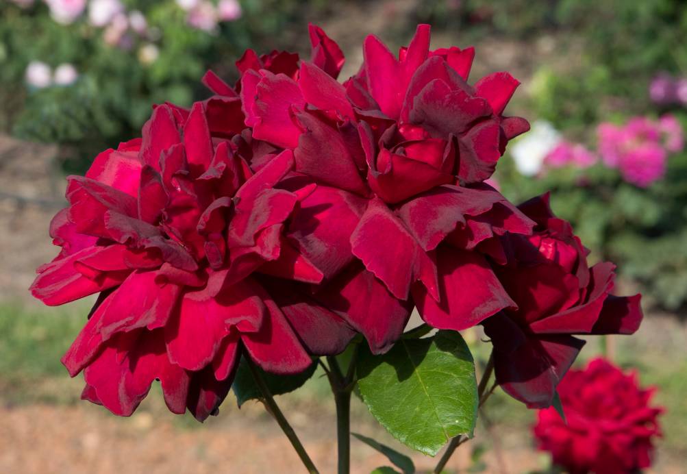 Oklahoma Rose