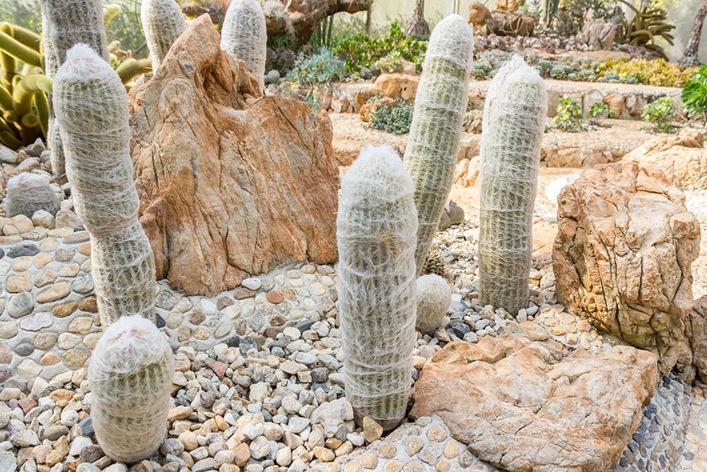 Old Man Cactus_Winning7799_Shutterstock
