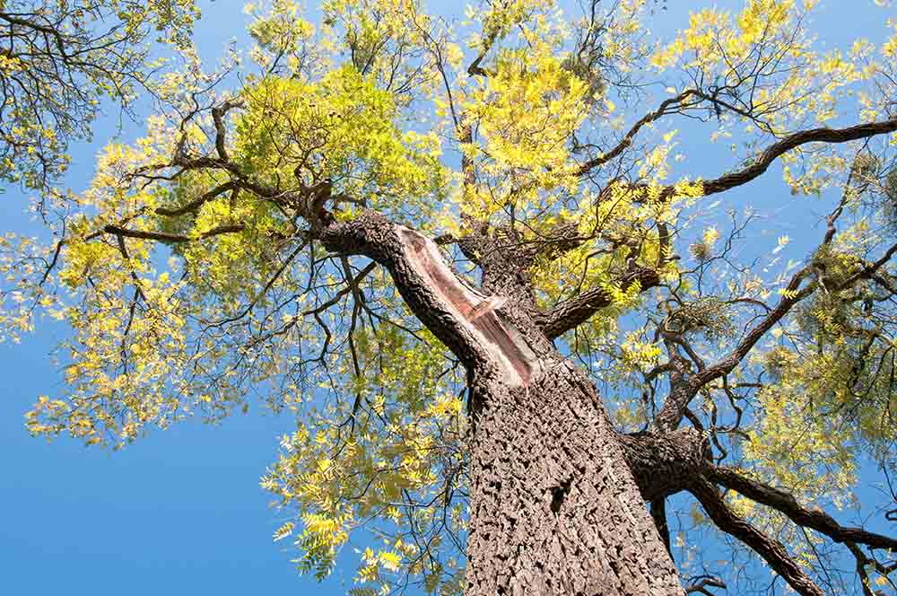 Old black walnut tree (Juglans nigra)