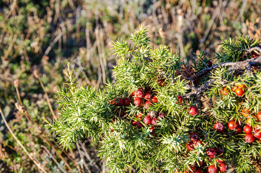 Pacific Yew