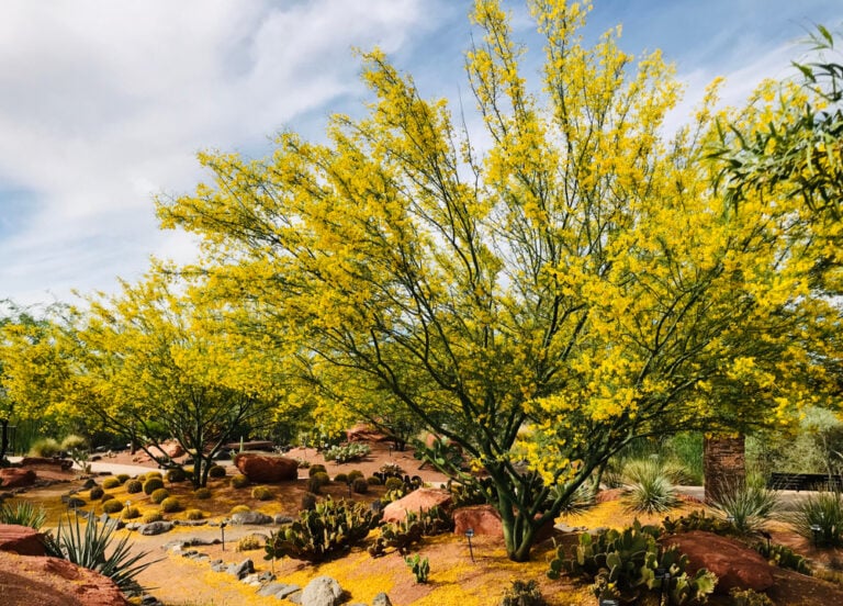 What Is the State Tree of Arizona? Reasons, Range & Habitat | Home Grail