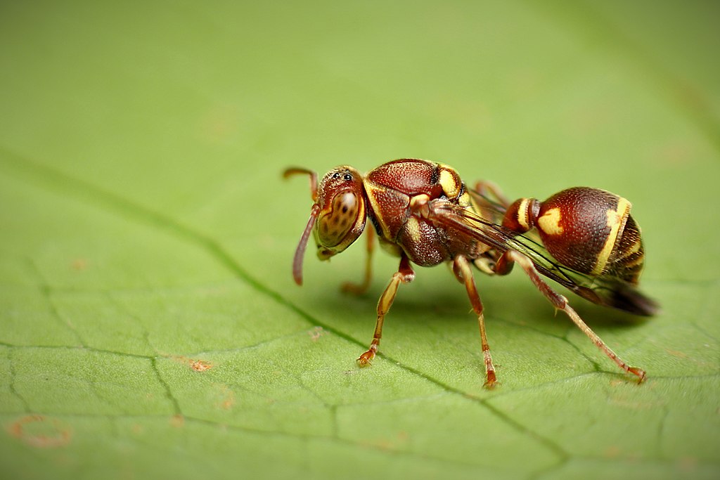 Paper_Wasp_resting