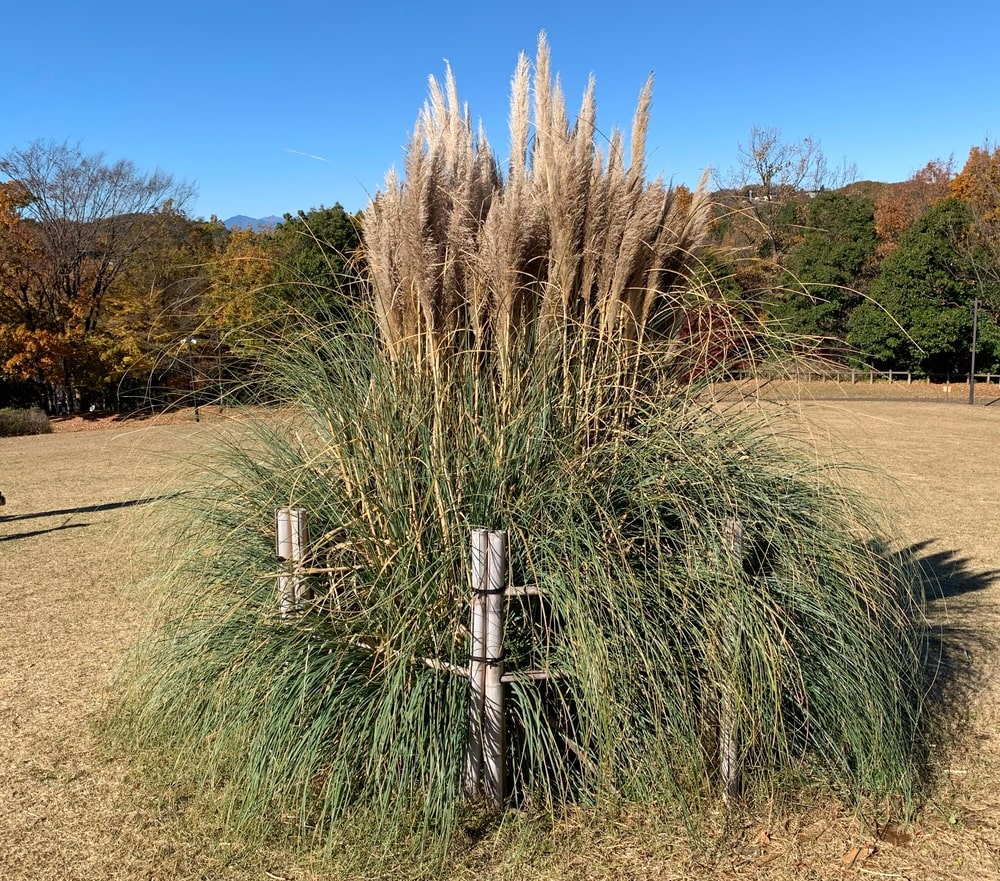 Patagonia Pampas Grass
