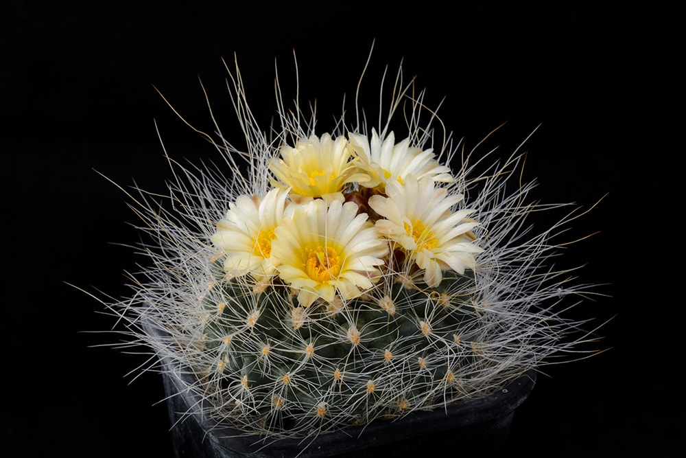 Pediocactus paradinei_Cpifbg13_Shutterstock