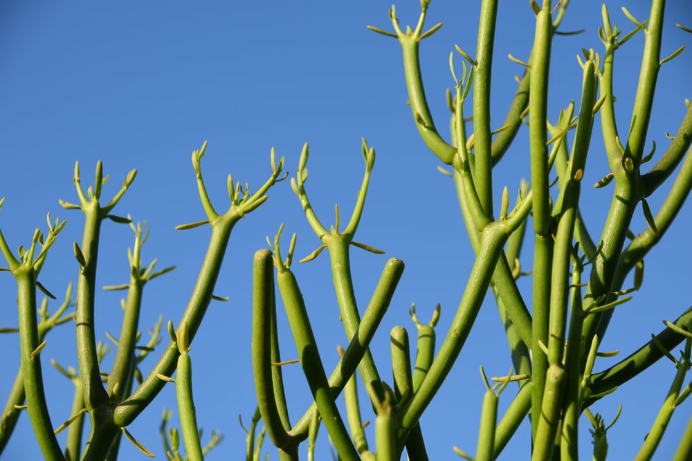 Pencil Cactus