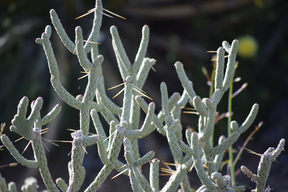 Pencil Cholla Cactus