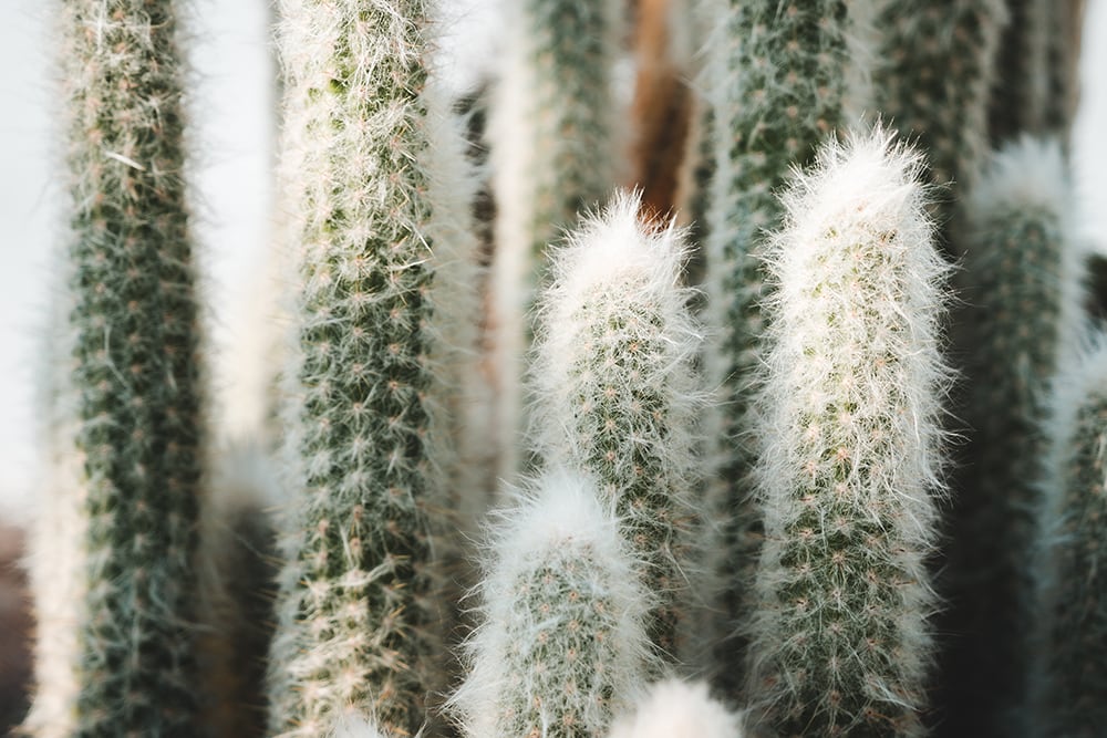Peruvian Old Man Cactus_Ivan Yohan_Shutterstock