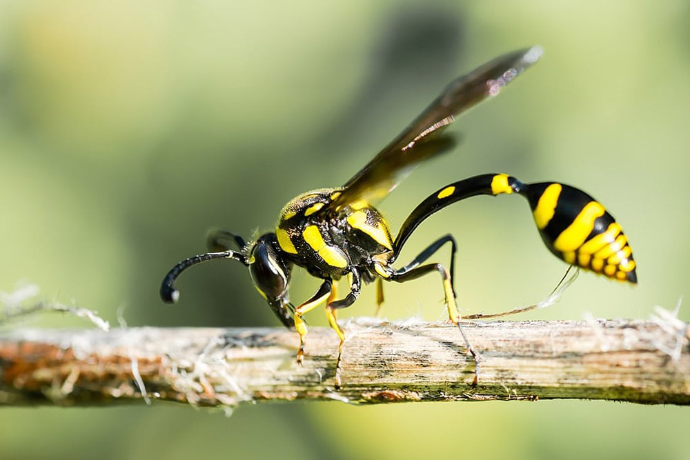 Phimenes flavopictus, potter wasp - Erawan National Park