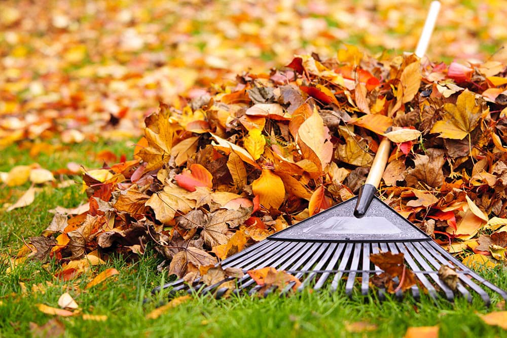 Pile of fall leaves_Elena Elisseeva_Shutterstock
